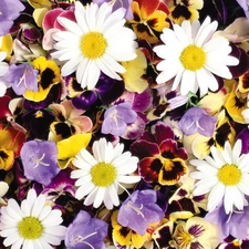 Flowers, different, chamomile, ##, pansies, color