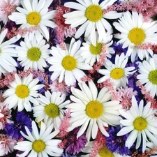 chamomile, common, Flowers, cornflowers, color