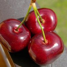 cherries, Three, Mature