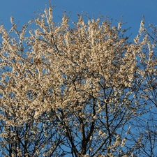 Blossoming, cherry