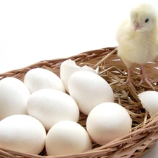 chicken, basket, eggs