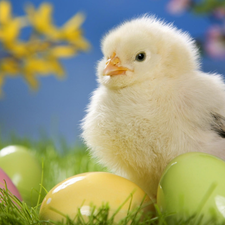 grass, eggs, chicken, easter