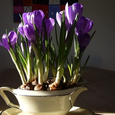 china, purple, crocuses