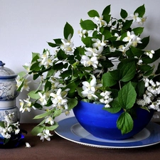 china, Twigs, jasmine