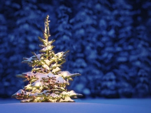 christmas tree, snow, christmas, light