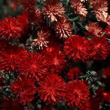 red hot, Flowers, chrysanthemum