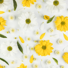 Yellow, Chrysanthemums, flakes, White, Flowers