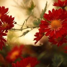 Chrysanthemums, Red, Flowers