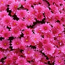 Pink, Chrysanthemums