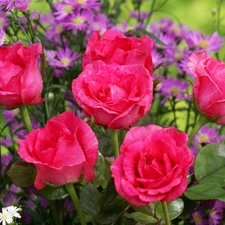 Red, Pink, Astra, roses