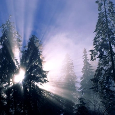 rays of the Sun, between, Christmas trees, The clear