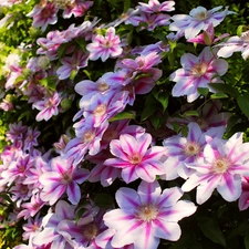 Clematis, Flowers, Pink