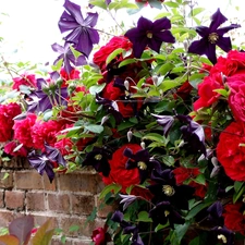 Clematis, Red, roses