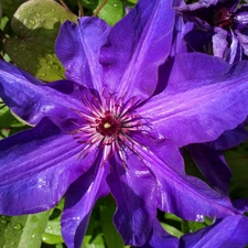 Clematis, blue, traveller