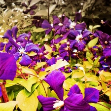 Clematis, Violet, traveller