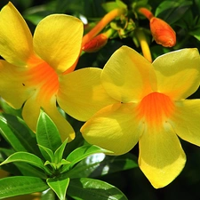 Alamanda, Flowers, climber, Yellow