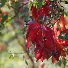 Woodbine, Leaf, climber, Red