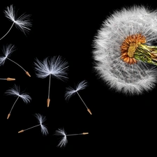 Common Dandelion, black background, dandelions, Close