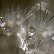 Common Dandelion, drops, Close, dandelion