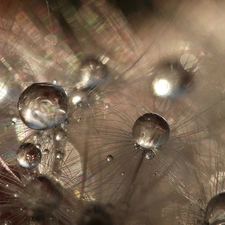 Close, dandelion, common, drops, puffball