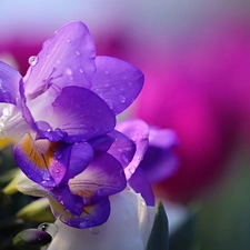 Flowers, drops, Close, Freesias