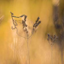 Close, mantis, grass