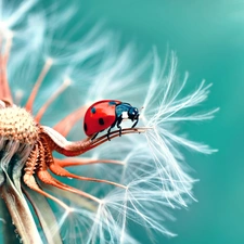 ladybird, puffball, Close, dandelion