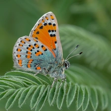 Close, butterfly, leaf