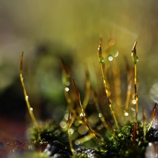 mosses, blades, Close, lichens