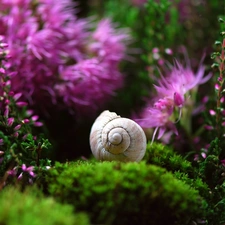 Close, shell, plants