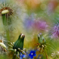 Bokeh, puffball, dandelions