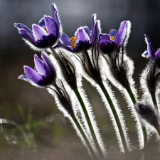 purple, pasque, Close, Flowers