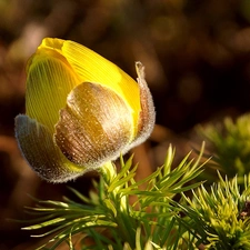 Yellow, bud, Close, anemone