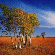 Autumn, Field, clouds, birch