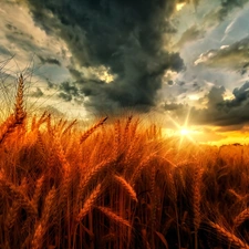 corn, Great Sunsets, clouds, Ears