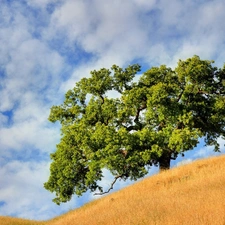 clouds, trees, Field