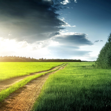 field, Way, clouds, woods