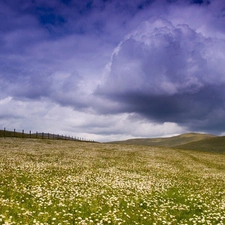 Floral, fence, clouds, Meadow