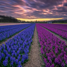 dark, clouds, Flowers, Hyacinths, Field