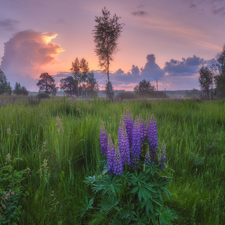 lupine, Meadow, viewes, clouds, trees, Flowers