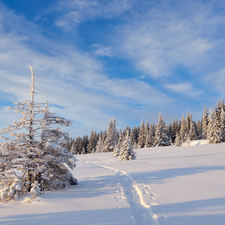 Spruces, winter, Path, clouds, snow, forest