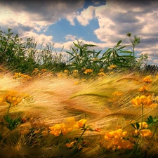 grass, Sky, clouds, Flowers