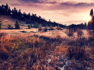 clouds, Meadow, tall, grass, forest