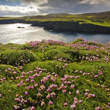 Meadow, lake, clouds, Flowers