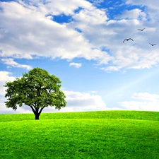 clouds, trees, Meadow