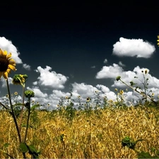 Flowers, Meadow, clouds, Nice sunflowers