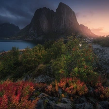 Plants, Lofoten, Norwegian Sea, viewes, Houses, Norway, Reine Village, clouds, trees, Mountains