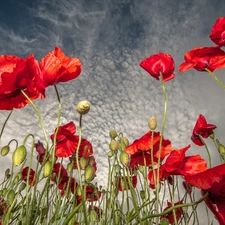 clouds, Red, papavers