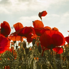 clouds, Red, papavers