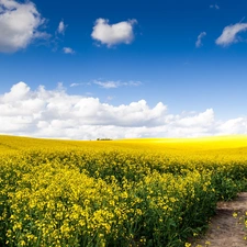 clouds, Field, Path